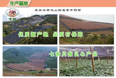 文山三七 从田间到药柜，医药销售的价值重塑与文化传承